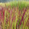 Imperata cylindrica Red Baron3m3