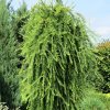 Larix decidua Repens 06 1 1