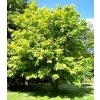 Acer%20pensylvanicum%2001
