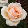 Rosa%20Courage%2001