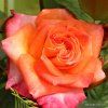 Rosa%20Feurio%2001