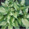 hosta albopicta1m1