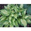Hosta%20Albopicta01