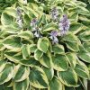 Hosta%20Brim%20Cup01