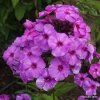 Phlox%20paniculata%20Purple%20Elite01