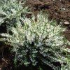 Calluna%20White%20Coral02