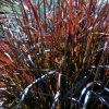 pennisetum chelsea2m2