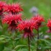 Monarda%20Gardenview%20Scarlet02