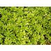 Pachysandra%20terminalis%2001