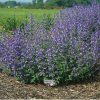 nepeta junior1m1