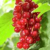 Ribes Jonkheer1m1