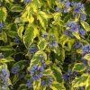 Caryopteris%20Summer%20Sorbet01