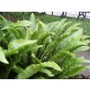 Phyllitis%20scolopendrium%2001
