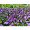 Aster%20Magic%20Blue01
