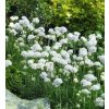 Armeria%20maritima%20White01