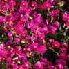 Aubrieta Glacier Red 01