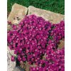 Aubrieta%20Glacier%20Red%2001