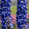 Delphinium%20grandiflorum%20Blue%20Bird