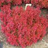 Berberis%20thunbergii%20Ruby%20Star%2006s