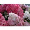 Hydrangea%20paniculata%20Sundae%20Fraise%2001