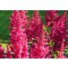 Astilbe%20Fanal 03