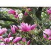 Magnolia Betty Vos Kosar 02