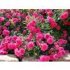 Rosa%20Knirps%2002
