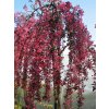 Malus%20Royal%20Beauty01