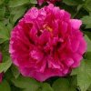 Paeonia%20Wu%20Long%20Peng%20Seng01