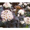 Physocarpus%20Red%20Baron01