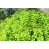 Spiraea%20betulifolia%20Tor%20Gold%2002