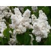 Syringa vulgaris Madame Lemoine
