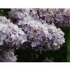 Syringa%20vulgaris%20Nadezda%2003b