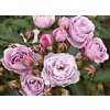 Rosa%20Nautica%2002