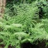 Dryopteris ff linearis polydactylon01ctv