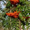 Sorbus aucuparia Edulis 04ctv
