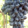 Vitis black magic1m2
