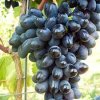 Vitis%20Black%20Magic01