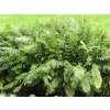 Osmunda%20regalis%2003