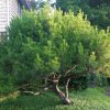 Pinus%20densiflora%20Heavy%20Bud%2001s
