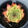 Sempervivum%20Rhenanum01