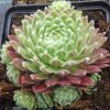 Sempervivum%20Moerkers%20Merit03%20(2)