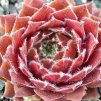 Sempervivum%20Corsair01