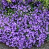 Campanula portenschlagiana Deep Blue 01