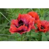 Papaver%20orientale%20Beauty%20ofLivermere01