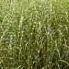 Miscanthus sinensis Zebrinus01m2