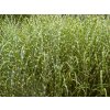Miscanthus%20sinensis%20Zebrinus04