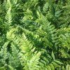 Polystichum%20tsus simense01s