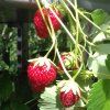 Fragaria%20Mara%20de%20Bois02s