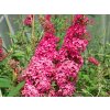 Buddleia%20davidii%20Prince%20Charming%2003